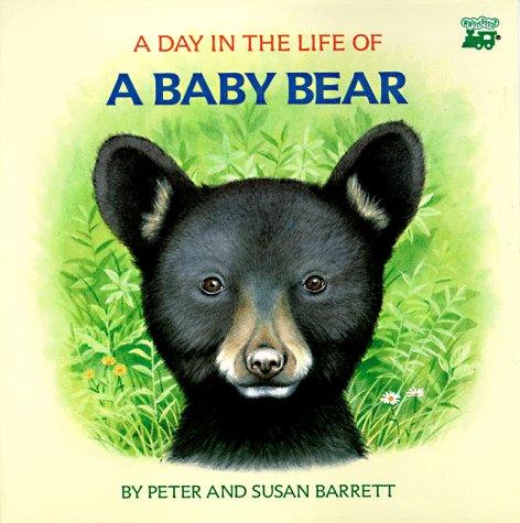 A day in the life of a baby bear 