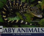 Baby animals of the wetlands  Cover Image